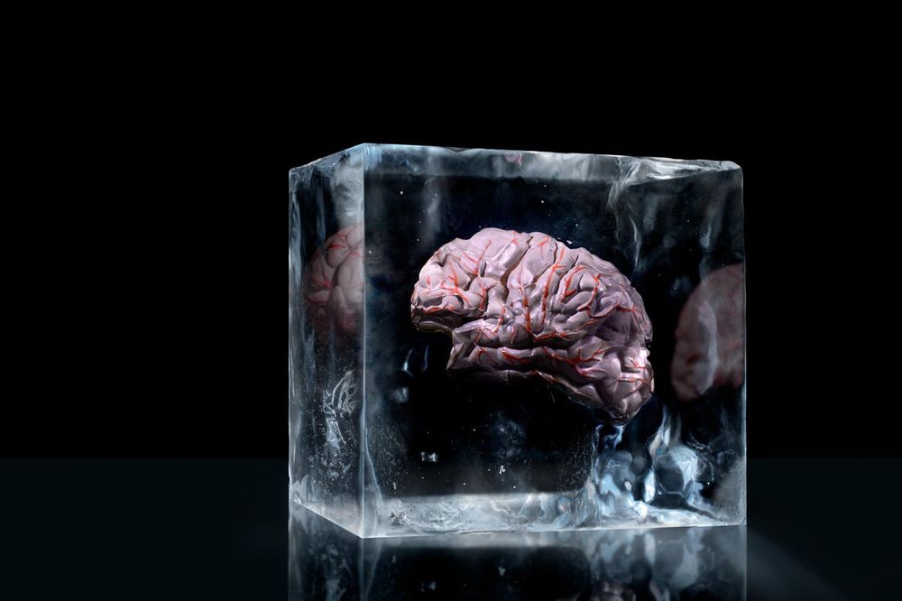 (VIDEO) BUDUČNOST JE STIGLA: Naučnici po prvi put zamrzli i odmrzli mozak bez oštećenja
