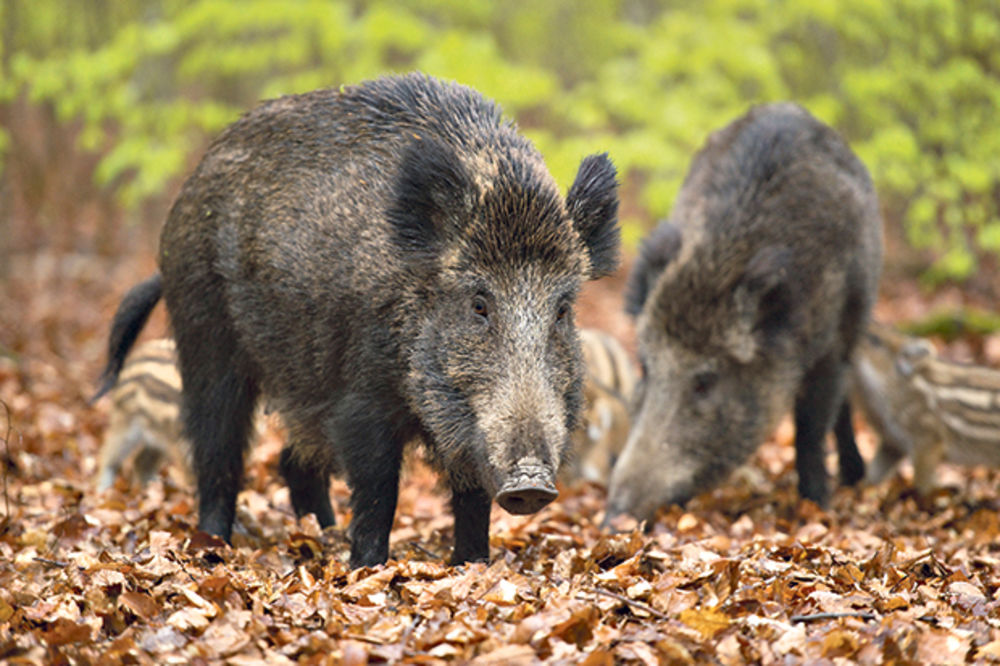 MUKE LOVACA: Divlje svinje se najele, pa neće da idu u šumu