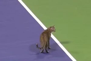 (VIDEO) NEZVANI GOST: Mačka prekinula teniski meč i napravila pometnju na terenu