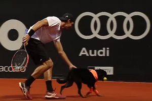 (VIDEO) NOVAK ĆE BITI LJUBOMORAN: 4 psa ušla na teren, ali istorijski teniski meč nije prekinut