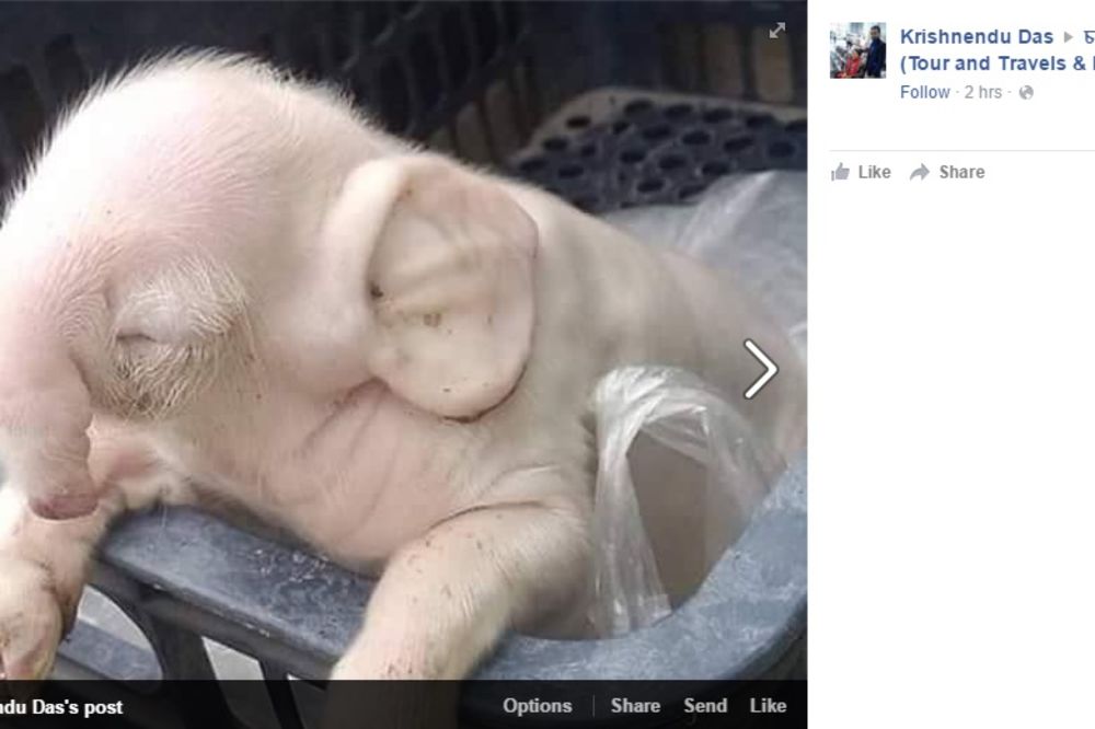 (FOTO) BIZARNA MUTACIJA: U Kambodži rođena svinja koja izgleda kao slon