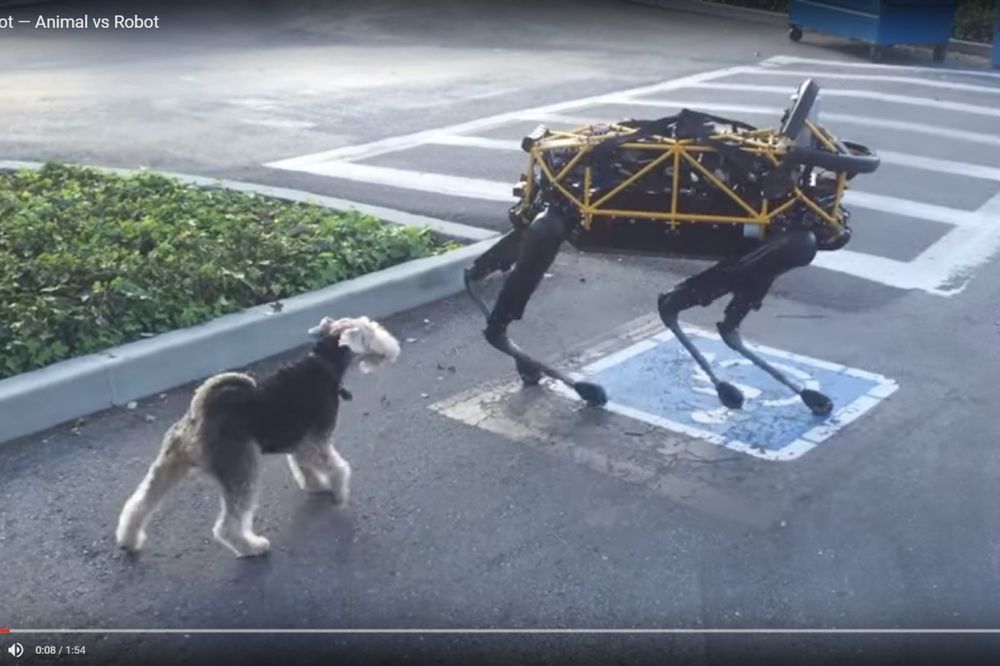 (VIDEO) URNEBESAN SUKOB: Pas protiv robota