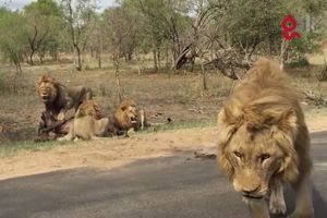 (VIDEO) KAO NA DOKUMENTARNOM FILMU: Turisti su želeli da vide lavove, ali ovako nešto nisu očekivali