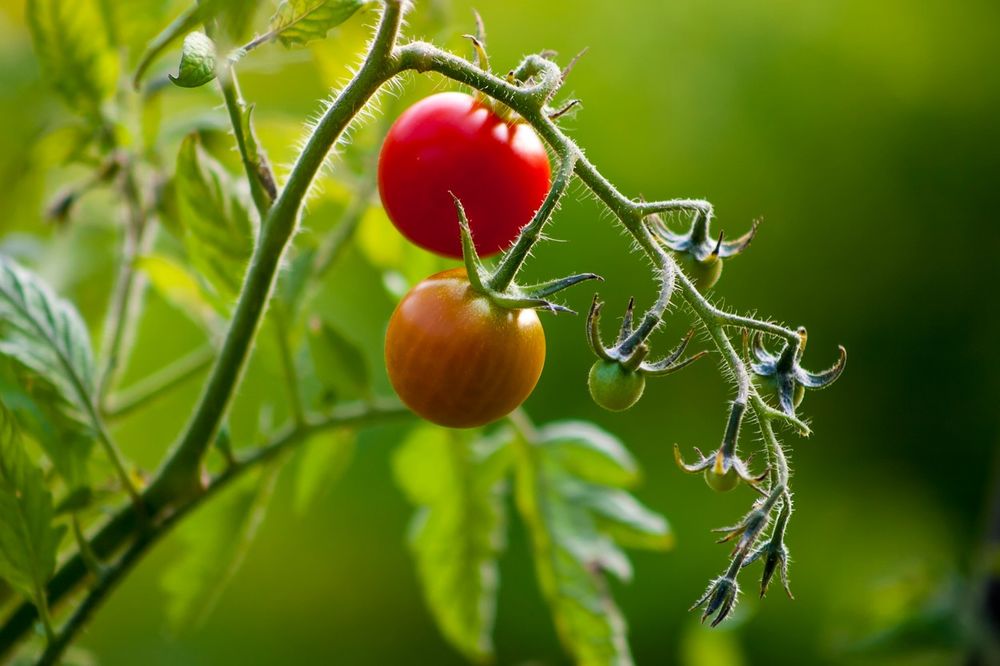 (VIDEO) Ovako ćete uzgajati čeri paradajz na svojoj terasi!