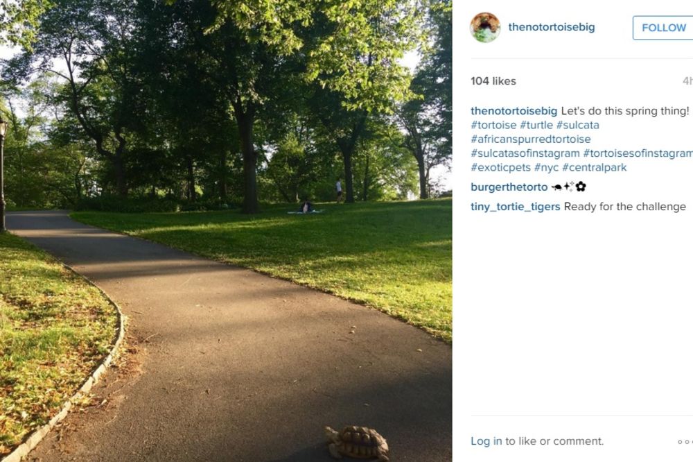 (FOTO) VOLITE DA ŠETATE? ONDA JE OVO POSAO ZA VAS: U Njujorku se traži profesionalni šetač kornjača