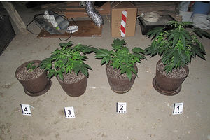 KUĆNA LABORATORIJA DROGE: Uhapšen uzgajivač marihuane u Negotinu