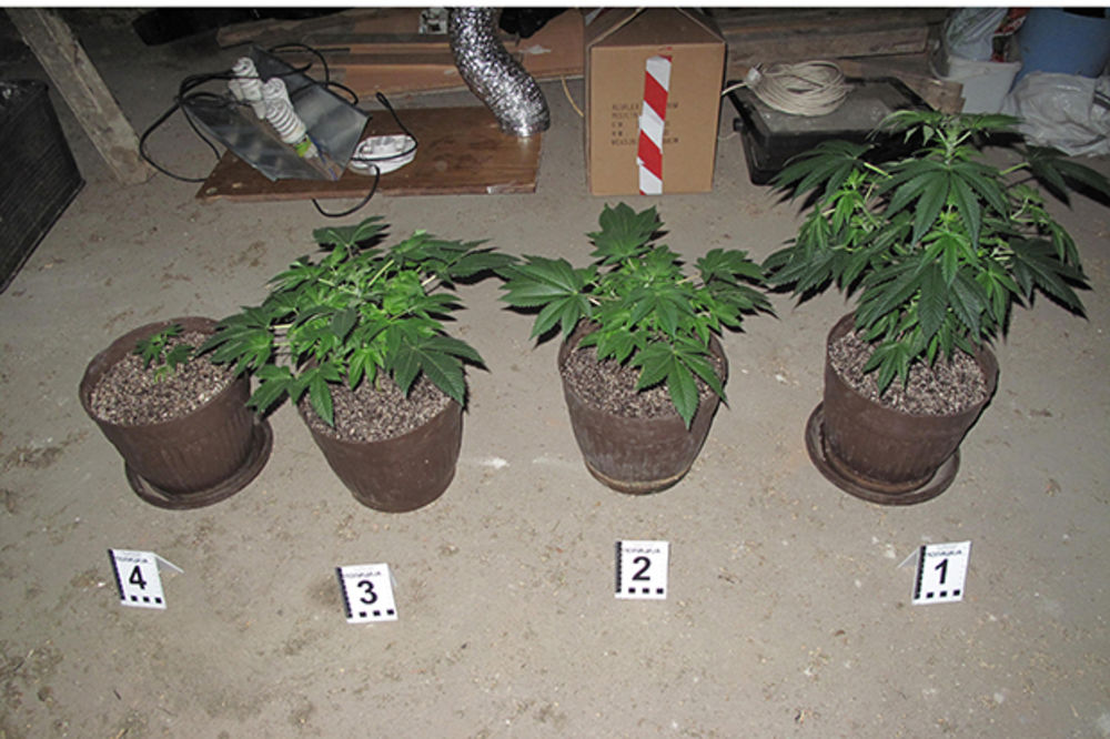KUĆNA LABORATORIJA DROGE: Uhapšen uzgajivač marihuane u Negotinu