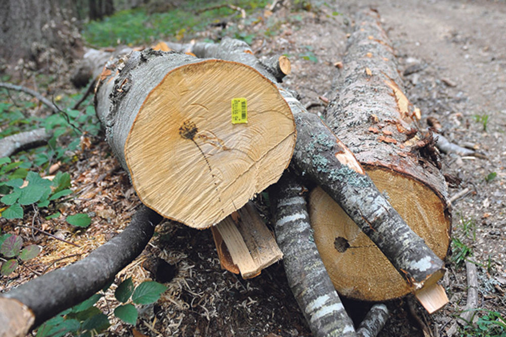 NELEGALNA SEČA ŠUMA U BORU: Posečeno 1.800, a ukradeno 450 kubika drveta