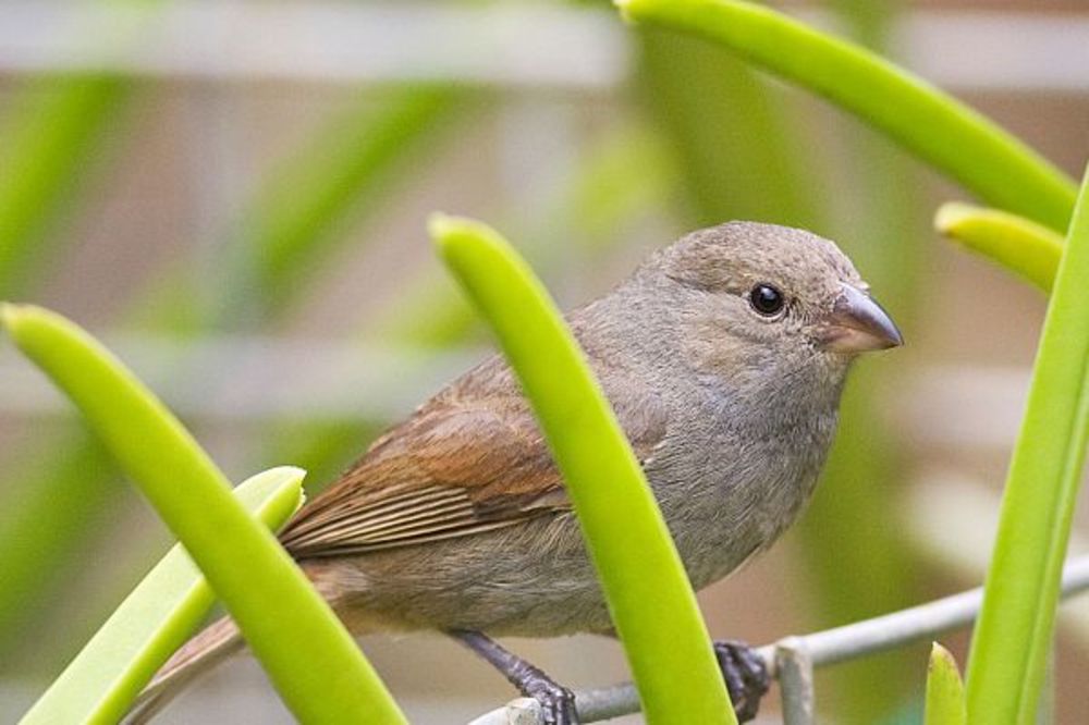 (VIDEO) Zašto su gradske ptice pametnije od seoskih ptica?