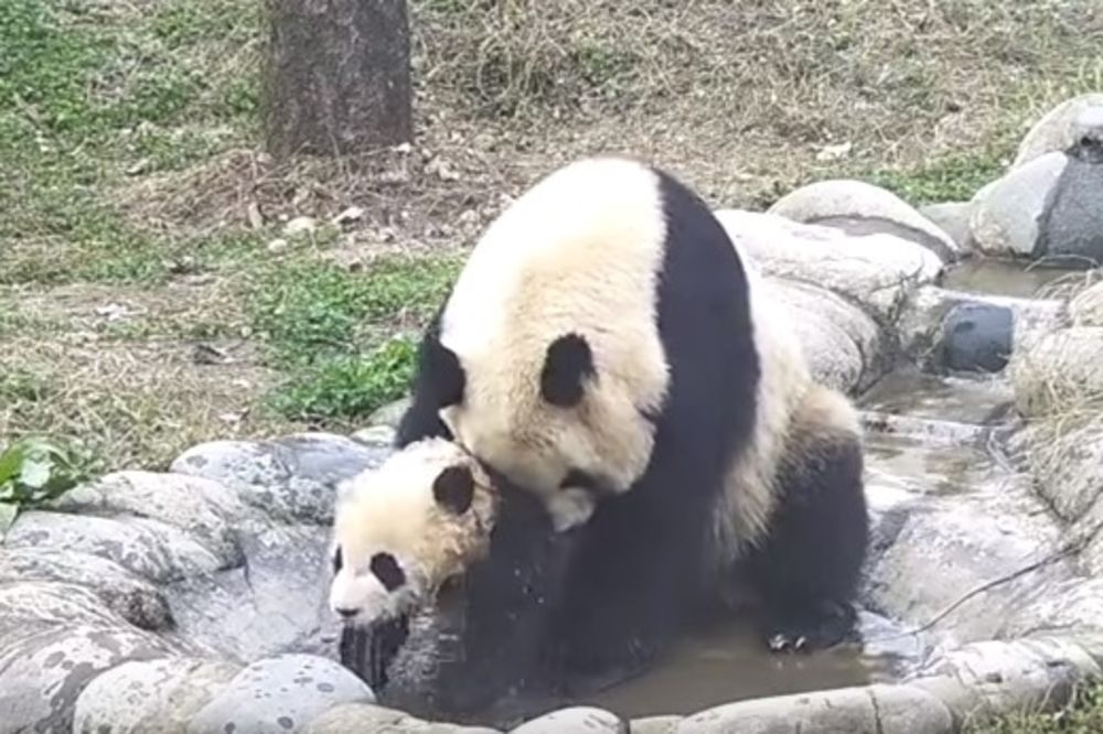 (VIDEO) OGROMNA BORBA: Ova beba pande učiniće sve samo da se ne nakvasi