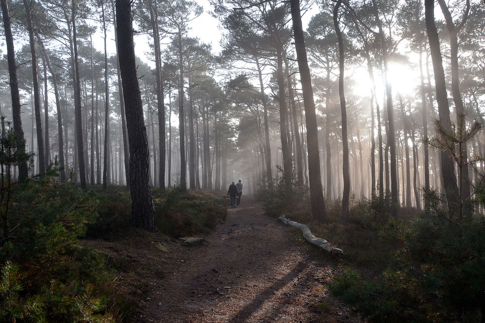 PSIHO TEST KOJI OTKRIVA SVE O VAMA: Zamislite da ste u šumi i odgovorite na 10 pitanja