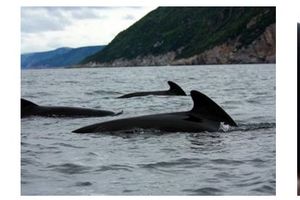 (UZNEMIRUJUĆI VIDEO) BORBA ZA GOLI ŽIVOT: Kitovi ubice napali jato od 1.000 delfina!