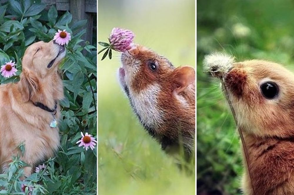 FOTOGRAFIJE KOJE ĆE VAM ULEPŠATI DAN: Neodoljivi foto trend, ove životinje obožavaju da mirišu cveće