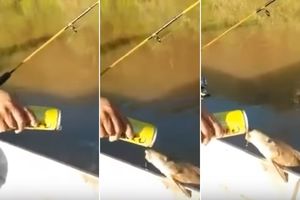 (VIDEO) NEĆETE VEROVATI SVOJIM OČIMA: Žedna riba naslonila se na brod i popila gutljaj piva