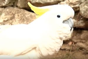 (VIDEO 18+) OVAKO TUGUJE TITOV PAPAGAJ: Otkako je Broz umro, ptica po ceo dan psuje!