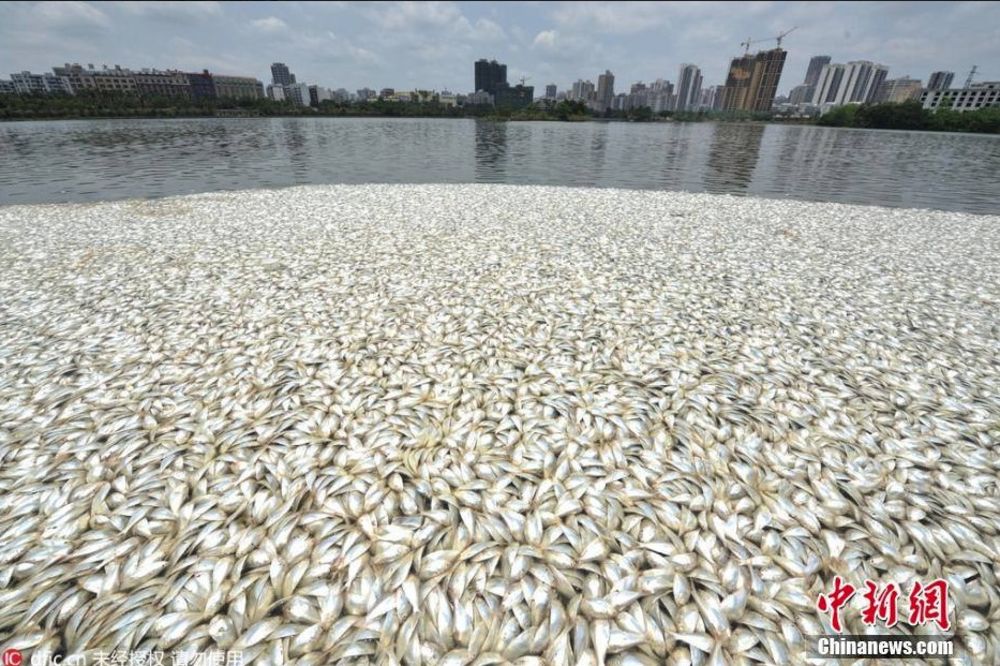 KATASTROFALAN PRIZOR: Ribari pokupili 20 tona mrtve ribe iz jezera