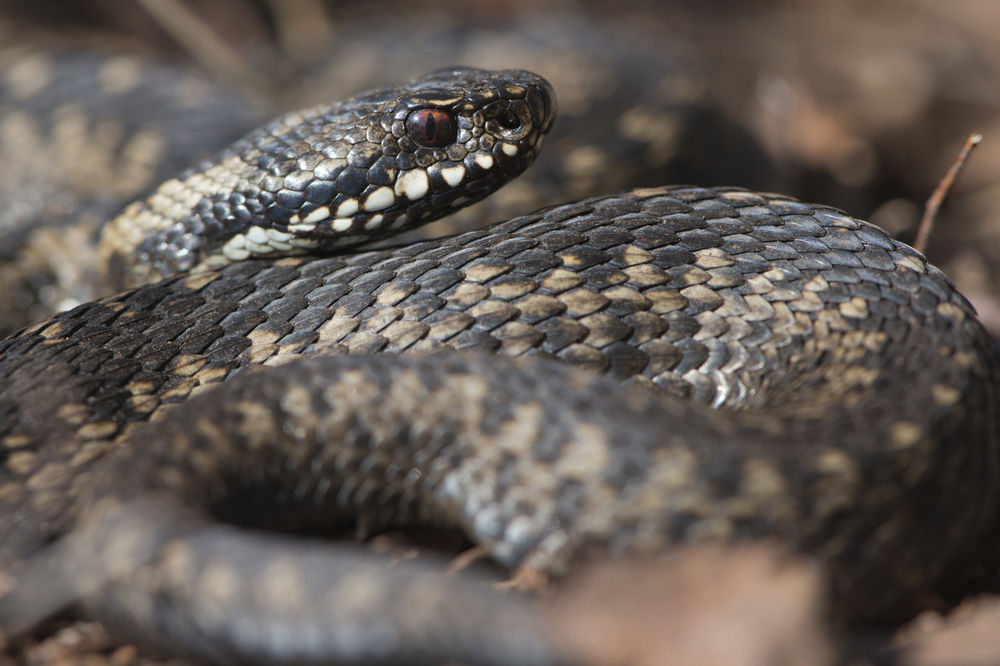 SRPSKA VEROVANJA O ZMIJAMA: Evo šta će vam se desiti ako ubijete zmiju