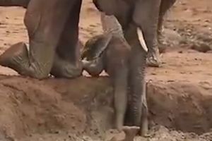 (VIDEO) JEDNA JE MAJKA: Pogledajte kako posvećna mama slonica pomaže svom mladunčetu