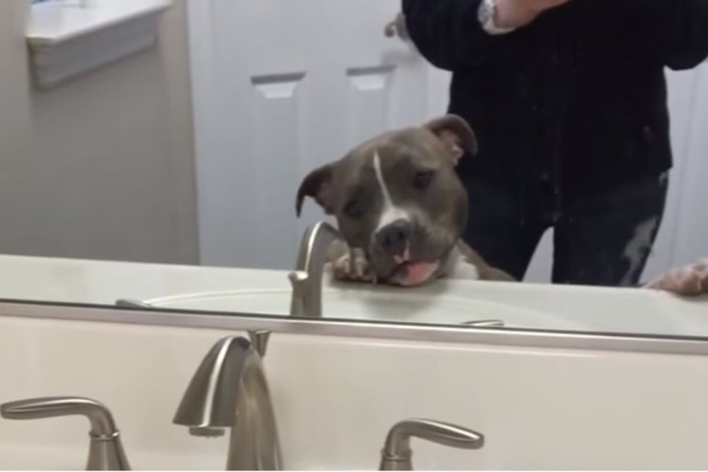 (VIDEO) ZDRAVO ODRAŽE! Oduševiće vas reakcija ovog psa koji se prvi put ugledao svoj odraz
