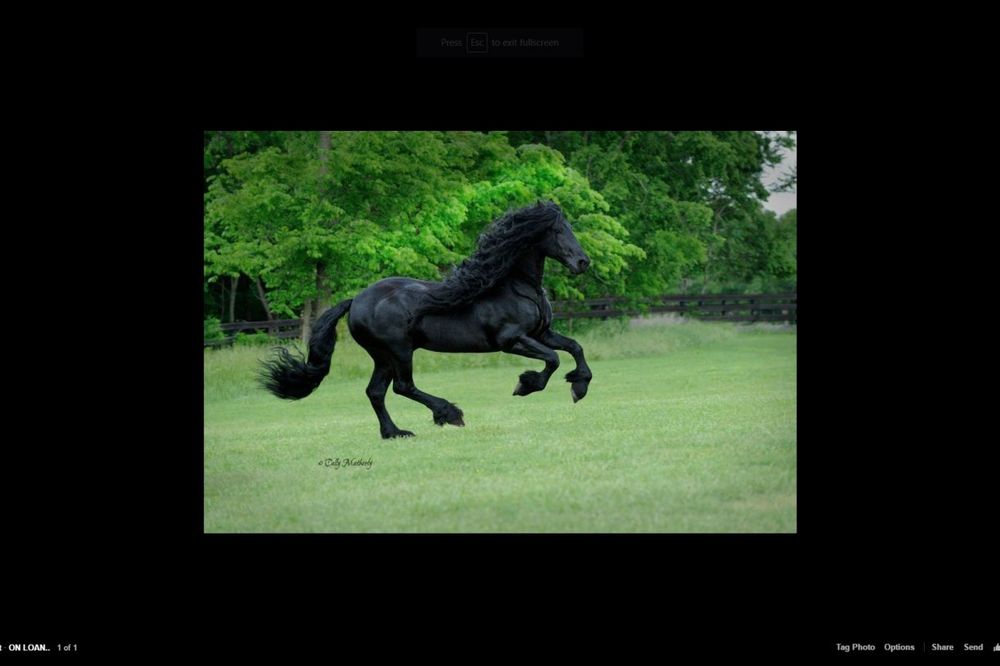 GRACIOZNA CRNA GRIVA: Upoznajte Fridriha, najfotogeničnijeg konja na planeti