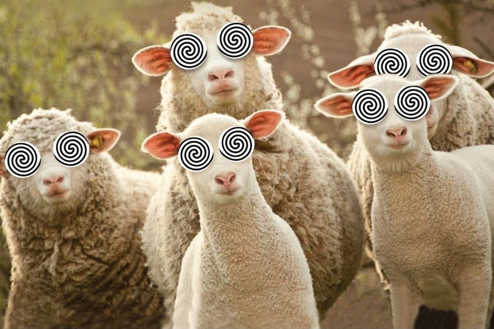 ŠAŠAVA TRAVA: Ovce se napasle marihuane, pomahnitale i počele da jure ljude