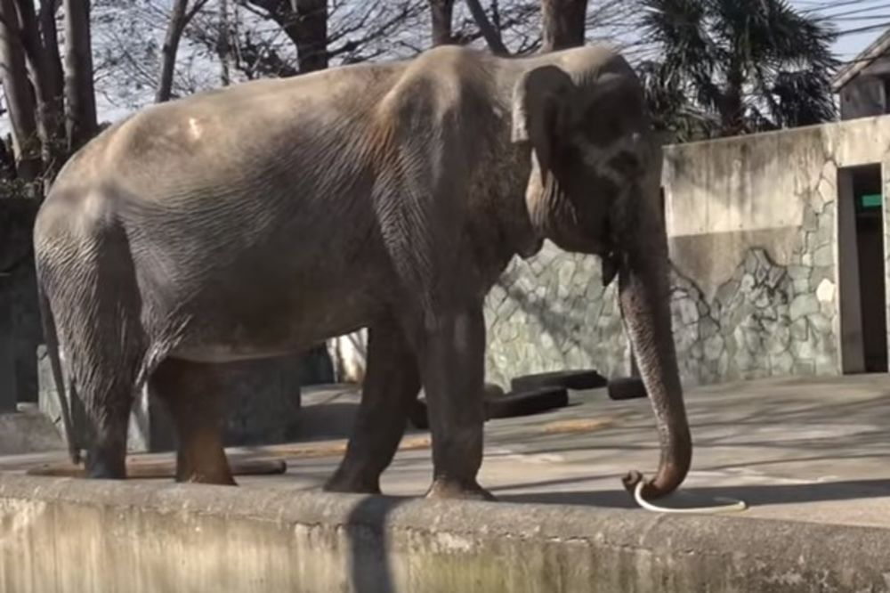 (VIDEO) ŽIVOT PROVELA U SKUČENOM BETONSKOM PROSTORU: Uginula Hanako, najstarija slonica u Japanu