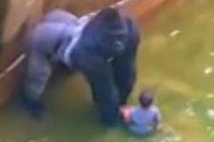 (VIDEO) STRAVA U ZOO VRTU U SINSINATIJU: Dečačić (3) upao u kavez sa gorilama!