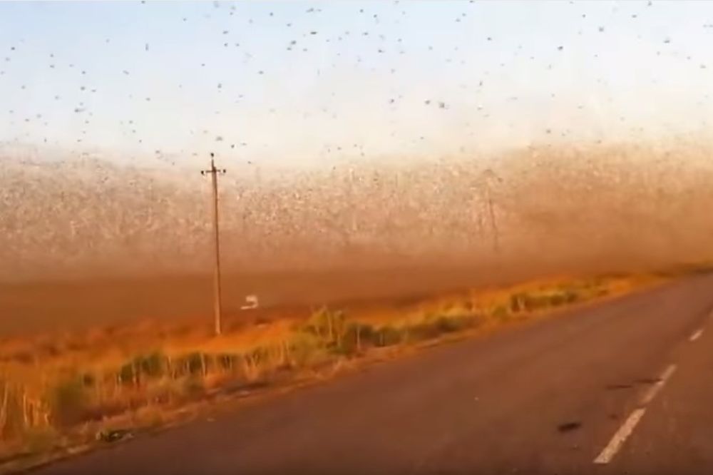 (VIDEO) APOKALIPTIČNI PRIZORI: Rojevi skakavaca prekrili nebo na jugu Rusije