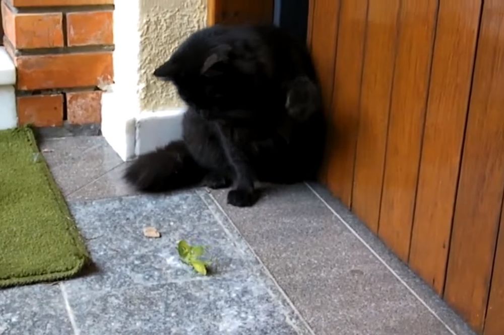 (VIDEO) SMRTONOSNI OBRAČUN: Na koga se kladite, crnu mačku ili bogomoljku?