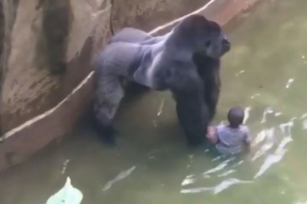 DA LI JE ŽIVOTINJA MORALA DA STRADA: Pokrenuta istraga o ubistvu gorile u zoo-vrtu