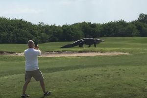 (VIDEO) LALE GATOR U CENTRU PAŽNJE: Džinovski aligator sa golf terena postao svetska atrakcija