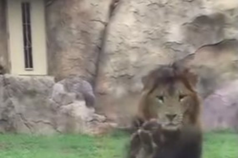 (VIDEO) ŠOKANTAN NAPAD LAVA NA DETE: Skočio iznenada na dvogodišnjaka u zoološkom vrtu