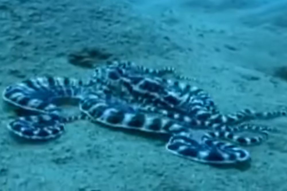 (VIDEO) MORSKI IMITATOR: Ovaj oktopod je majstor prerušavanja... Neverovatno!