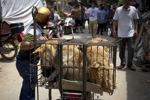 POČEO FESTIVAL PSEĆEG MESA: Kinezi se spremaju da pojedu oko 10.000 pasa i mačaka