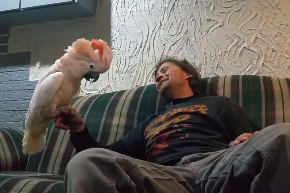 (VIDEO) PERNATA LJUBAV: Pitao je papagaja da li ga voli, njegov odgovor će vas nasmejati do suza