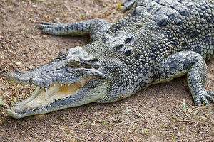 NEMARAN OTAC: Pustio decu da se igraju u vodi prepunoj krokodila