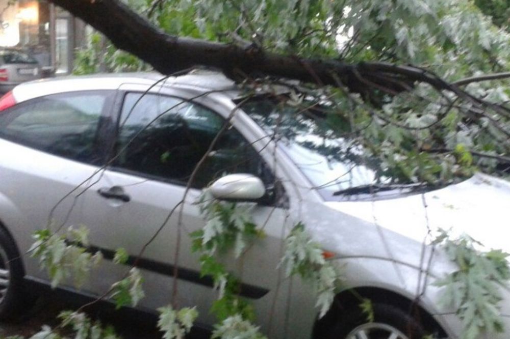 OLUJNO NEVREME U ŠAPCU: Jak vetar čupao grane drveća