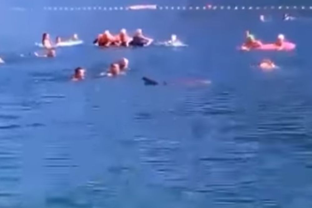 (VIDEO) OMILJENI GOST OPET U NEUMU: Druželjubivi delfin se kupao sa plivačima