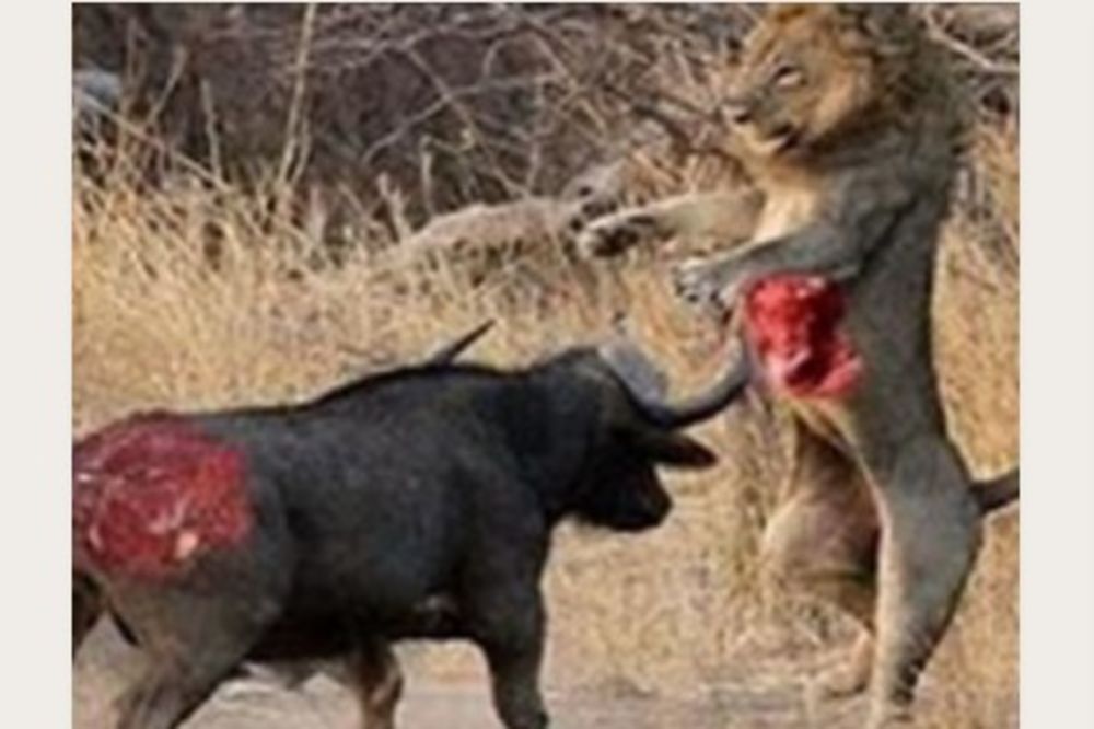 JEDINSTVENI PRIZOR KOJI OSTAVLJA BEZ TEKSTA: Bivo se sveti lavu u neverovatnoj borbi do smrti