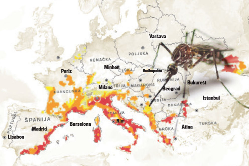 OPREZ: Virus zika preti Srbiji!