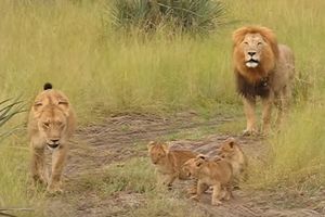 (VIDEO) ON JE TATA ZA PRIMER: Pogledajte kako lav uči mladunce da riču