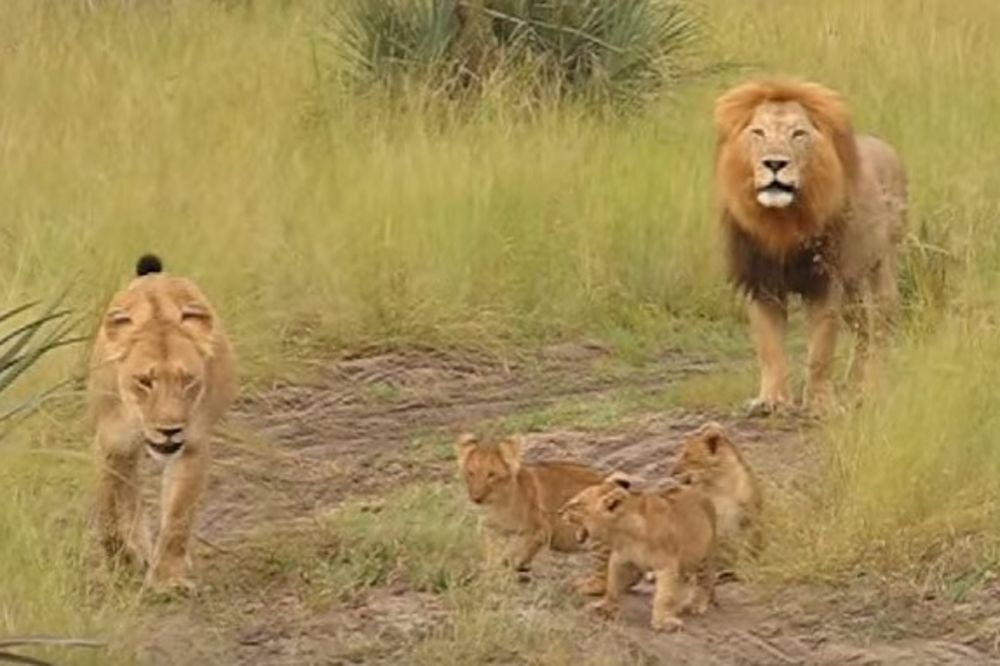 IŽIVLJAVALI SE NAD ŽIVOTINJAMA: Obezglavili 3 lava u Južnoj Africi!