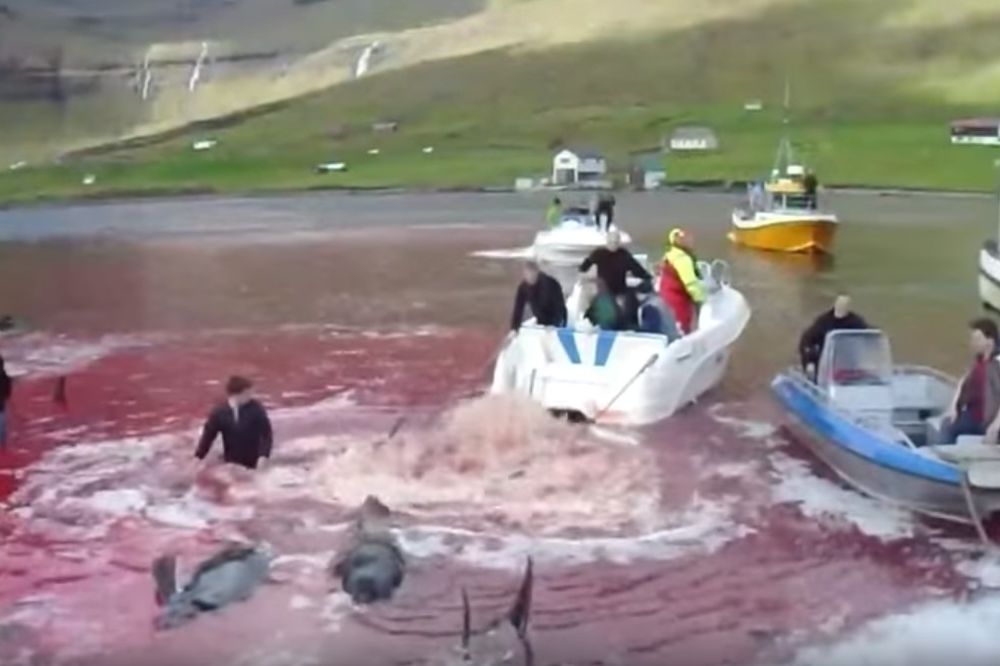 (UZNEMIRUJUĆE) KRVAVA MANIFESTACIJA: Počeo tradicionalni pokolj kitova na Farskim ostrvima