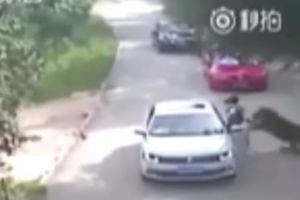 (UZNEMIRUJUĆI VIDEO) HOROR U KINI: Tigar u zoo-vrtu u čeljusti odvukao ženu i ubio je