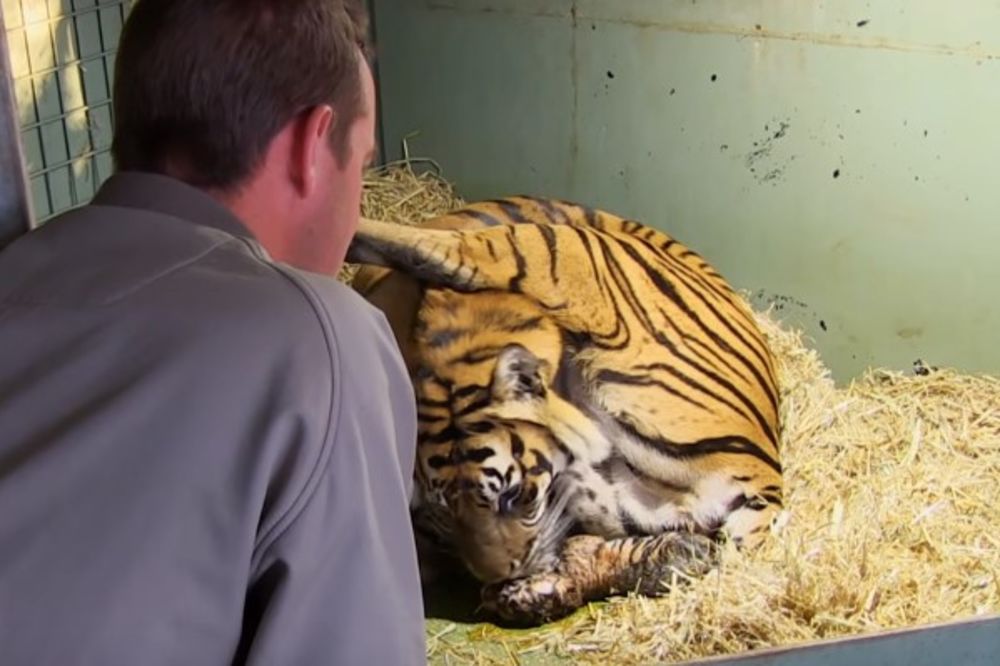 (VIDEO) OVAKAV POROĐAJ NIJE VIĐEN: Tigrica je ugledala mladunče, a onda se ispred nje pojavilo i ovo