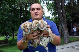 (FOTO) ONI SU VEĆ OSVOJILI SVE POSETIOCE: Jagodinski zoo-vrt bogatiji za ova tri tigrića!