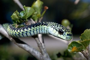 (VIDEO) Koga ujede ova zmija umire u mukama! Najodvratnije mučenje može da potraje i 5 dana!