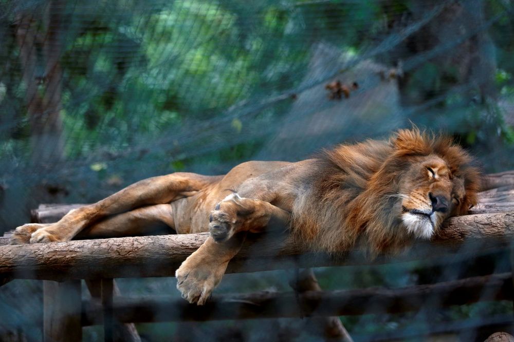 ČITAVA ZEMLJA GLADUJE: 50 životinja skapalo od gladi u zoo vrtu, bile bez hrane i po dve nedelje