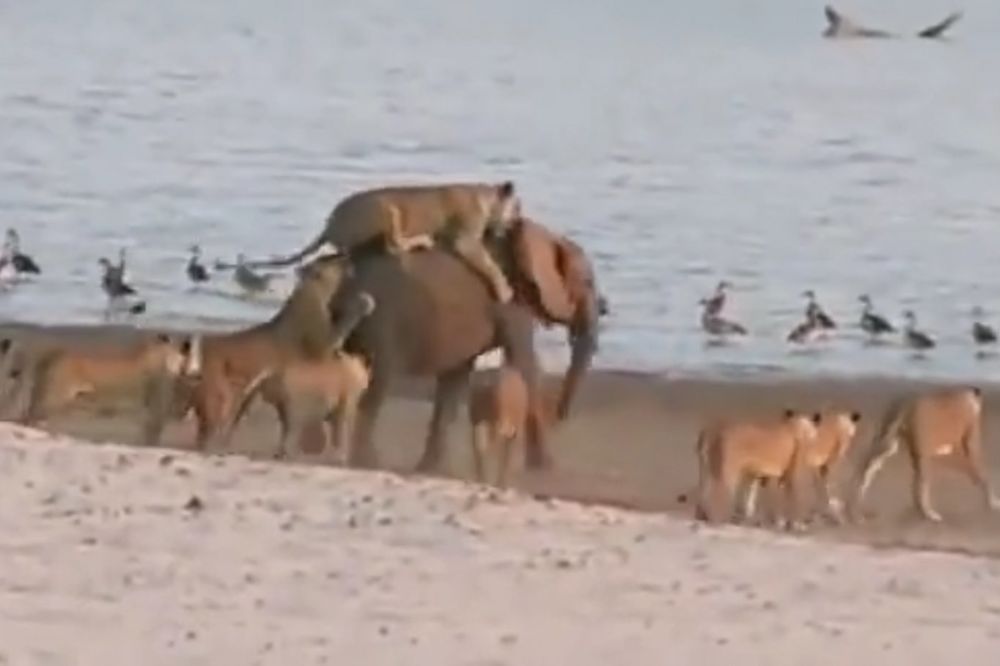 (VIDEO) HERKULES, SAM PROTIV SVIH: Ovaj usamljeni slon uspeo je da savlada 14 gladnih lavica