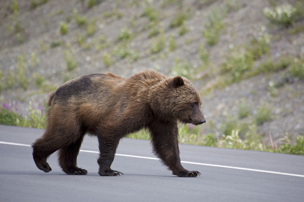 NESREĆA NA AUTO-PUTU U MAKEDONIJI: Pregažen medved, dvoje povređeno